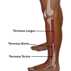 peroneus longus muscle pain