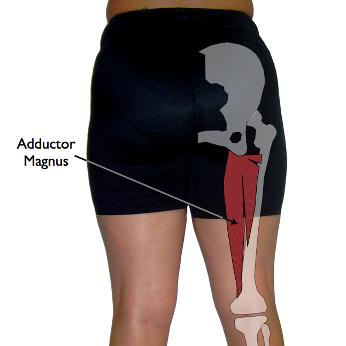 Adductor Trigger Points The Pms Trigger Point Triggerpointtherapist Com